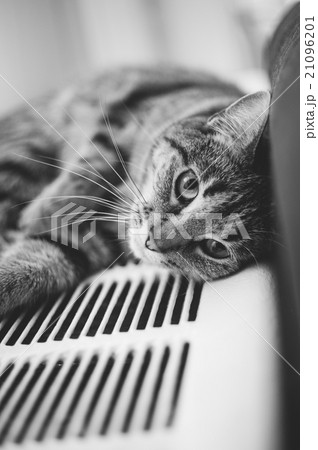Cute Cat 21096201