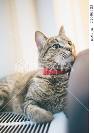 Cute Cat 21096202