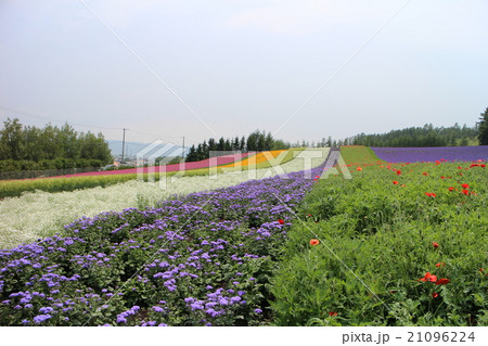 北海道 富良野(ラベンダー畑) 北海道 富良野(ラベンダー畑) 21096224