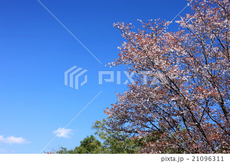桜のある風景　日南海岸　道の駅なんごう 21096311