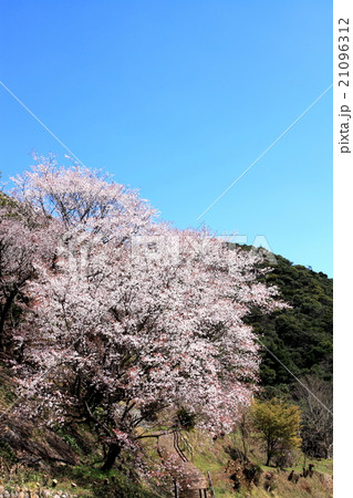 山桜　トロピカルドーム周辺 21096312