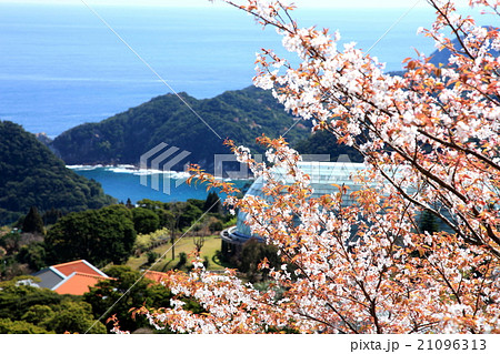桜のある風景　日南海岸　トロピカルドーム 21096313