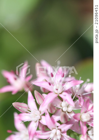 金のなる木・金運アップ 21096451