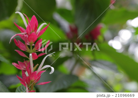 メガスケパスマ・エリスロクラミスの花 メガスケパスマ・エリスロクラミスの花 21096669
