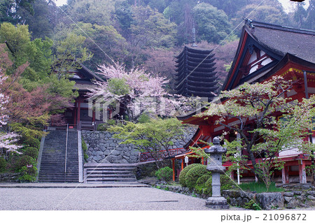 談山神社 桜 奈良県の写真素材