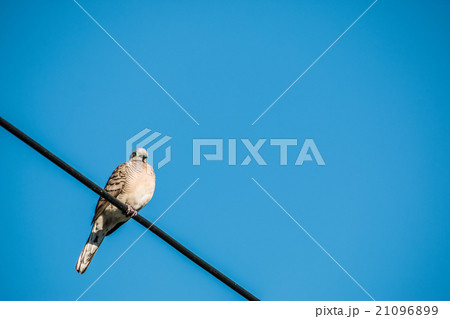 Dove is a ture Lover,two birds are on wire. Dove is a ture Lover,two birds are on wire. 21096899