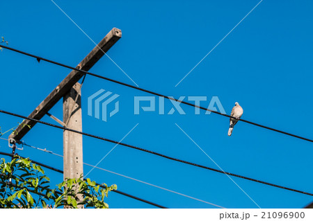 Dove is a ture Lover,two birds are on wire. Dove is a ture Lover,two birds are on wire. 21096900