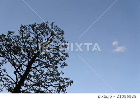空と木 空と木 21096928