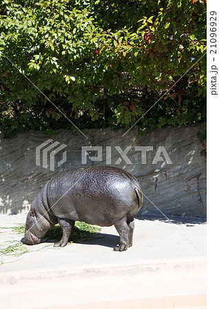 コビトカバ コビトカバ 21096929