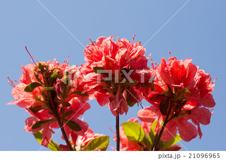 余野公園つつじ祭 余野公園つつじ祭 21096965