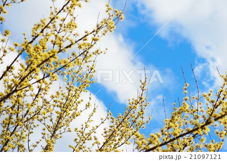 サンシュユの花 21097121