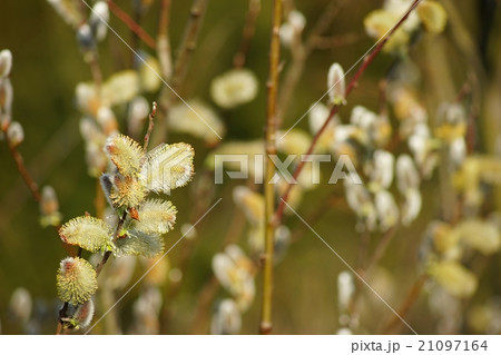 ネコヤナギの花 21097164