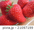 いちご 21097199