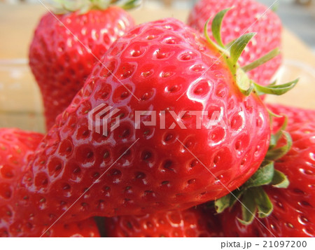 いちご 21097200