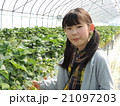 いちご 21097203