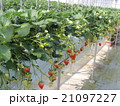 いちご 21097227