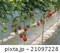 いちご 21097228