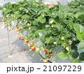 いちご 21097229