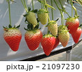 いちご 21097230