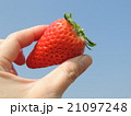 いちごと青空 21097248