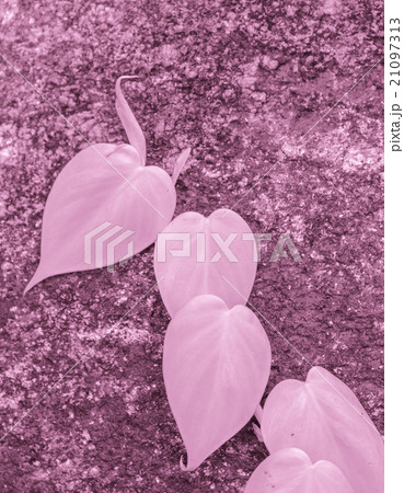 Green leave on wall Green leave on wall 21097313