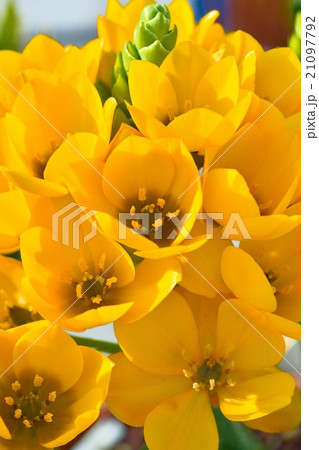 オーニソガラム オーニソガラム 21097792