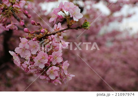 河津桜 河津桜 21097974