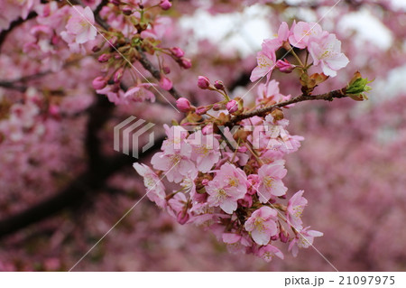 河津桜 21097975