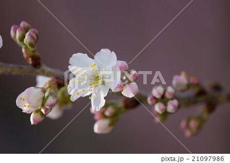 さくらんぼの花 一足早く開花の時期を迎えた 紅い実を付けるのもあとわずかの写真素材