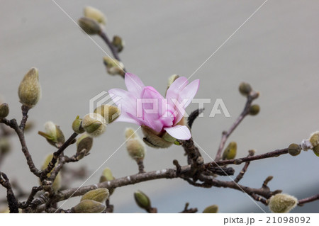 桃色のコブシの花　咲き始めがピンクで花が開くと白っぽくなる 21098092