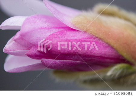 桃色のコブシの花　咲き始めがピンクで花が開くと白っぽくなる 21098093