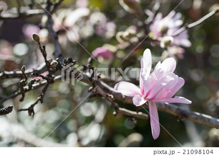 桃色のコブシの花 咲き始めがピンクで花が開くと白っぽくなるの写真素材 21098104 Pixta