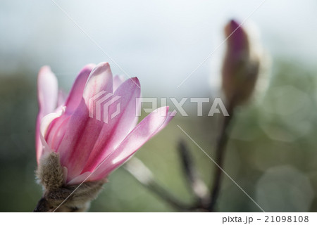 桃色のコブシの花 咲き始めがピンクで花が開くと白っぽくなる 桃色のコブシの花 咲き始めがピンクで花が開くと白っぽくなる 21098108