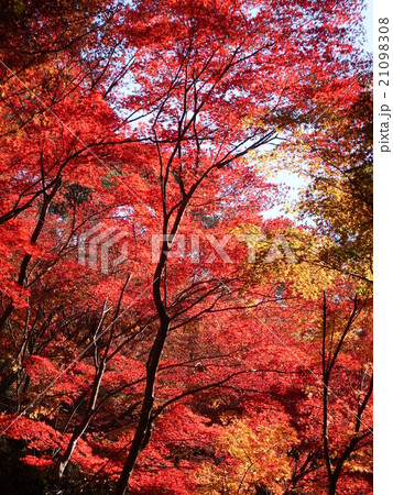 紅葉 紅葉 21098308