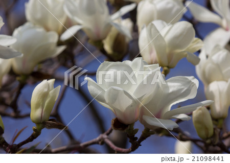 白木蓮の花が春の訪れを告げる 21098441