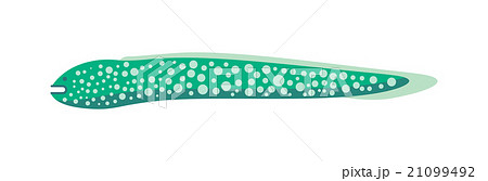 Moray Fish vector illustration 21099492