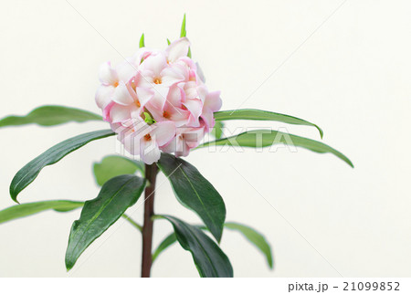 沈丁花 21099852