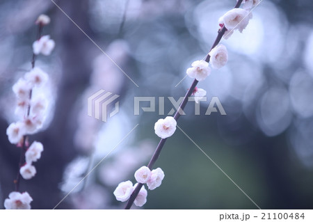 梅の花 21100484