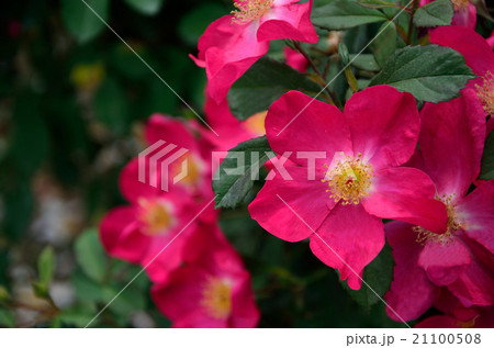 春の赤い花の写真素材