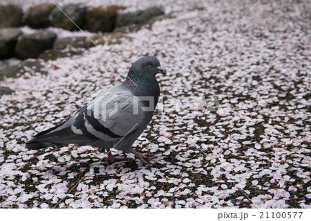 鳩と桜の絨毯 21100577