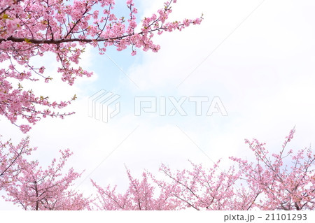 桜 桜 21101293
