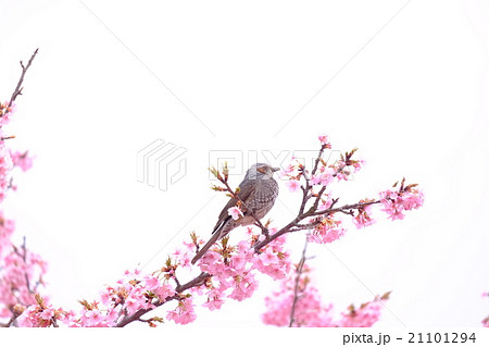 鳥と桜 21101294