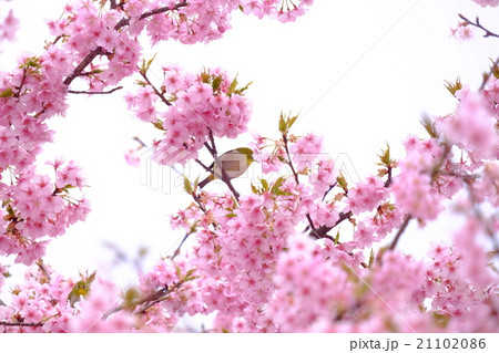 桜と鳥 桜と鳥 21102086