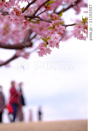 桜の花見 桜の花見 21102087