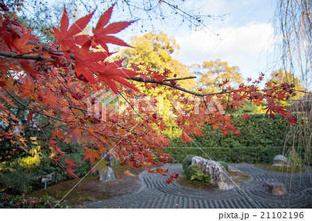 妙心寺退蔵院、枯山水と紅葉 21102196
