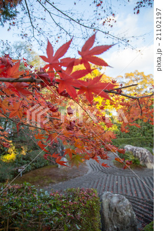 妙心寺退蔵院、枯山水と紅葉 21102197