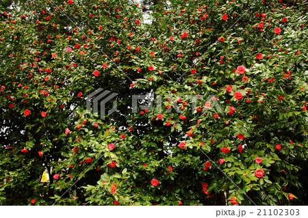 おとぎの国へ 21102303