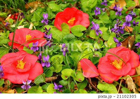 春色 春色 21102305