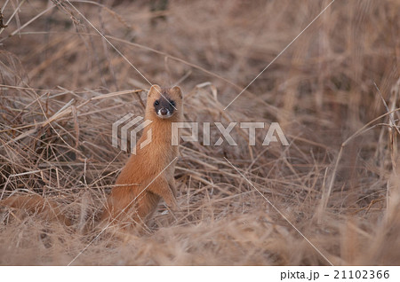 周りを警戒するイタチ 周りを警戒するイタチ 21102366