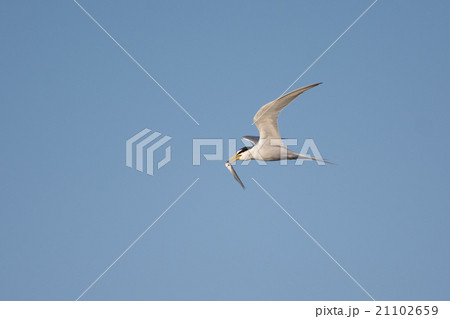 小魚をくわえて飛翔するアジサシ 小魚をくわえて飛翔するアジサシ 21102659